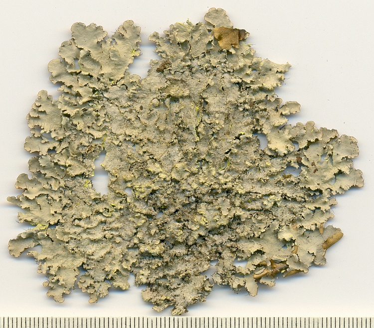 Parmotrema sulphuratum from Brazil, Paraná, Guaraqueçaba leg. C.G. Donha 1392 (UPCB)